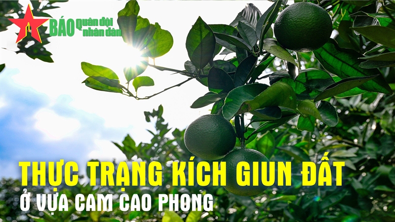 Thực trạng kích giun đất ở vựa cam Cao Phong